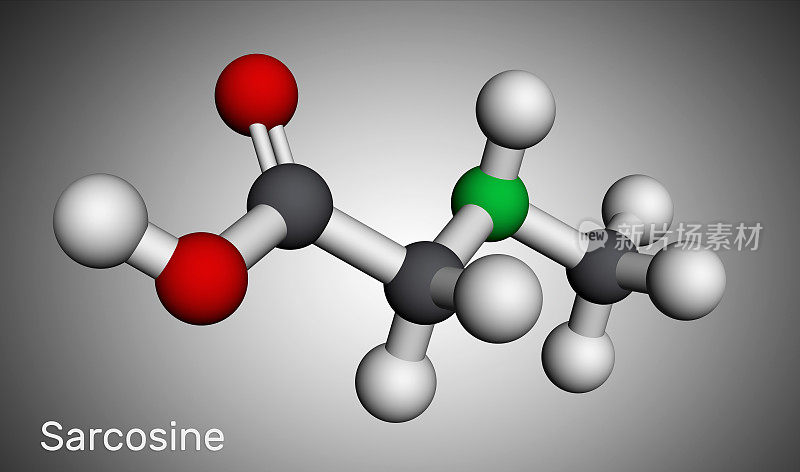 肌氨酸，n -甲基甘氨酸，n -烷基甘氨酸分子。它是氨基酸衍生物，肌氨酸的共轭酸。分子模型。三维渲染